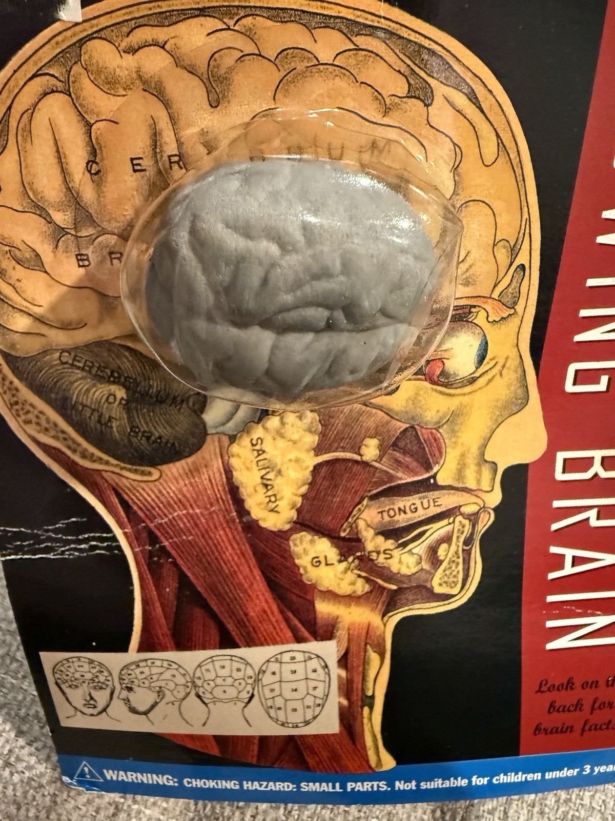 Grow Your Own Brain Water Activated Toy Novelty Gag Gift Psychology Anatomy 90s