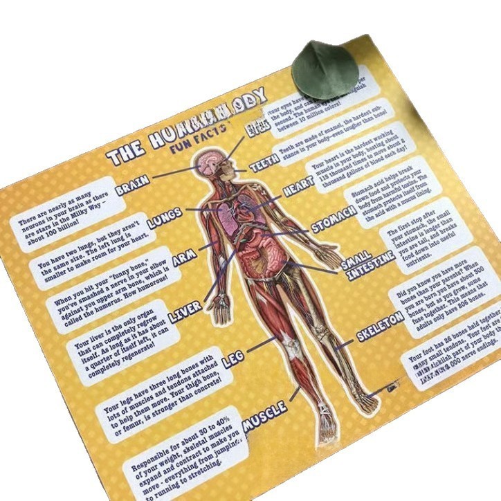 Human Anatomy Kids Floor Puzzle – Dr Livingston Jr’s 100-Piece Full Body Jigsaw