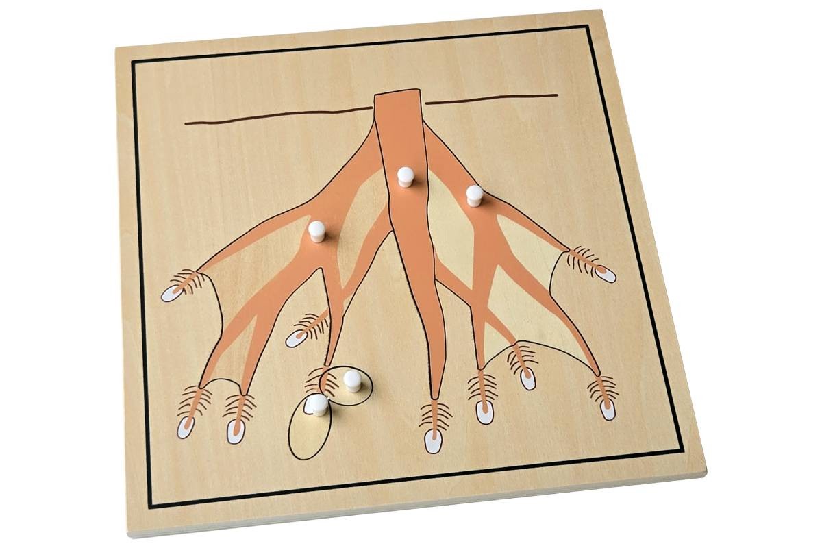 Root Puzzle – MONTESSORI BIOLOGY / BOTANY MATERIALS
