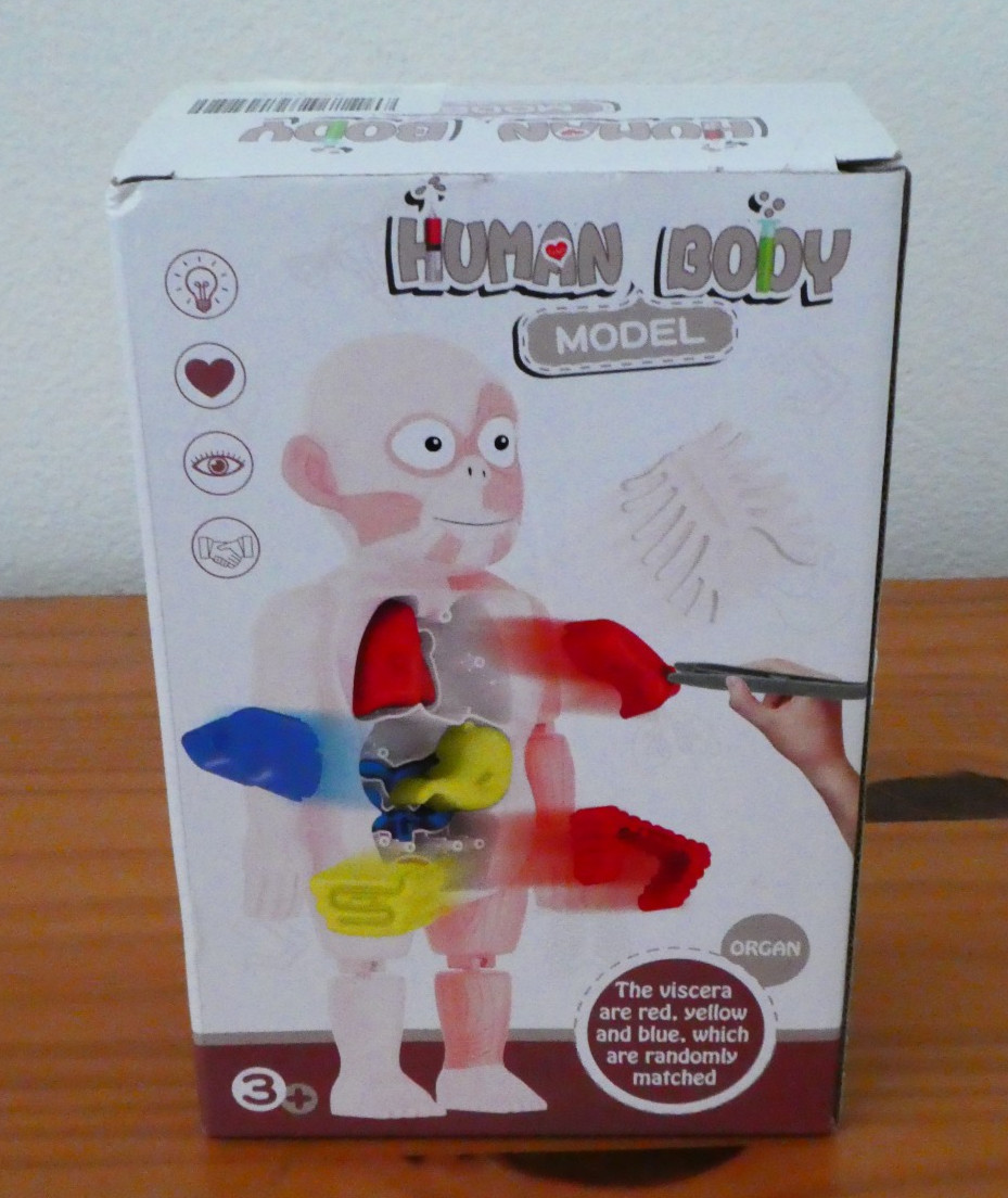 3D Human Body Organ Structure Anatomy Scientific Model Kit Education Toy for Kid