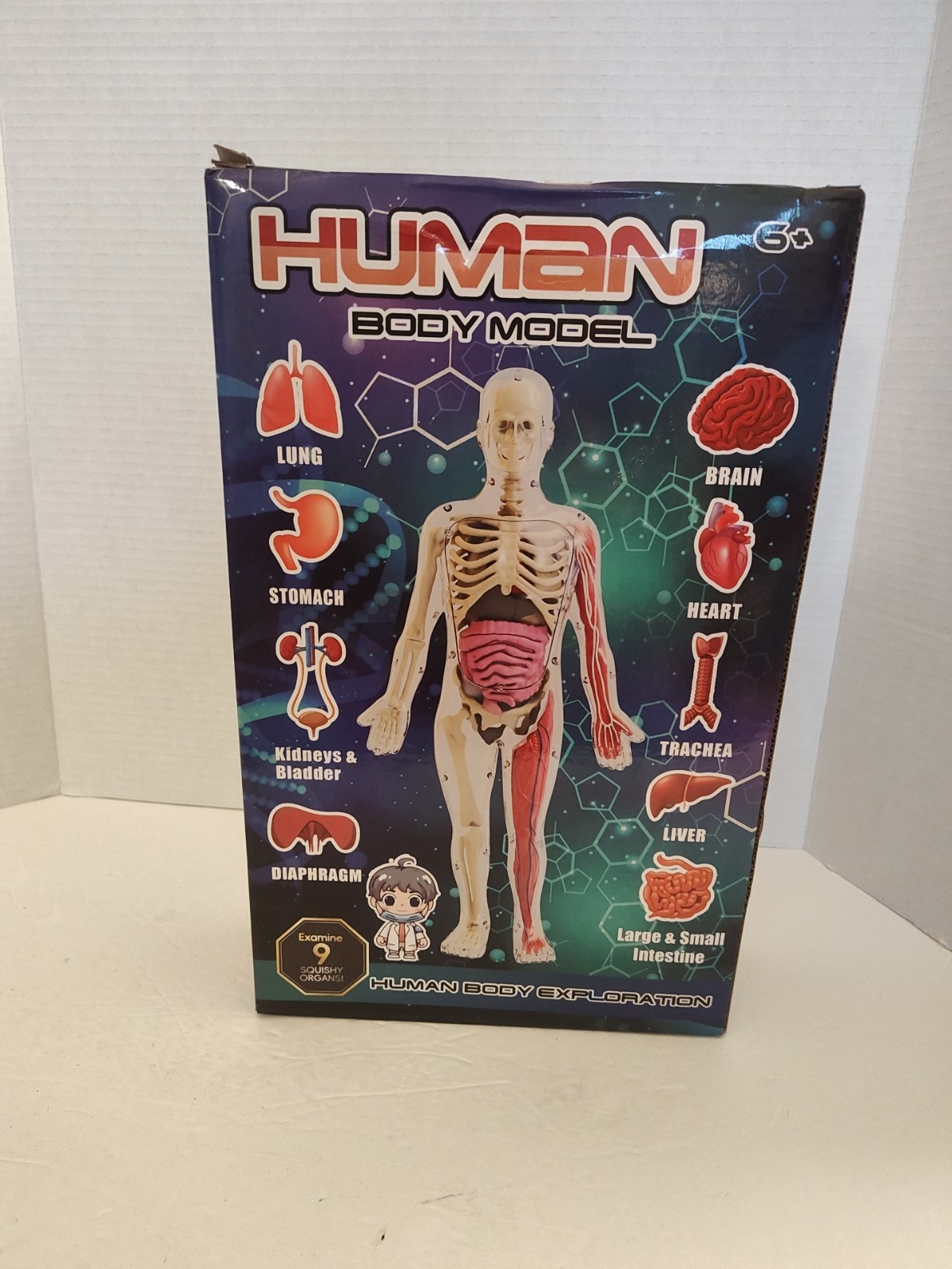 Human Body Model for Kids: Glow in The Dark Bones Interactive Science
