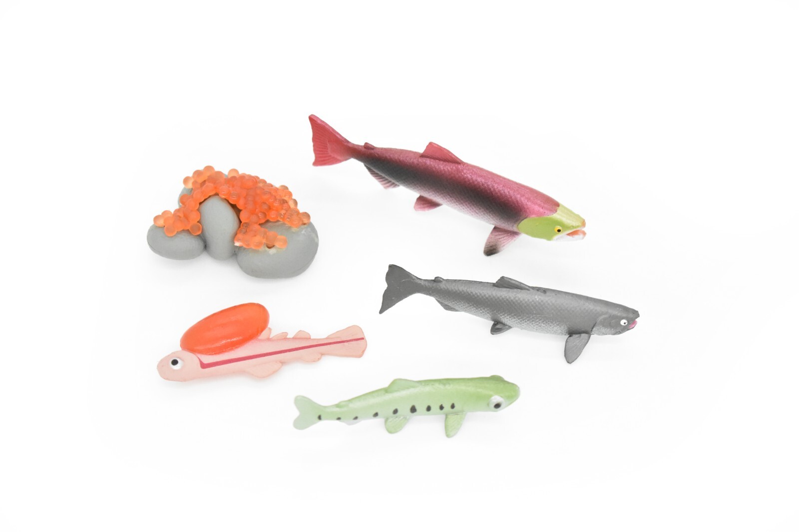 Salmon, Life Cycle, Educational, Plastic, Model, Figure, Fish, Figurine, 5 Piece