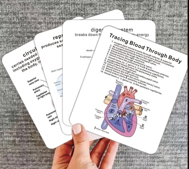 Human Body Systems Pocket Sized Flashcards Medical Nursing Students 20+ Cards