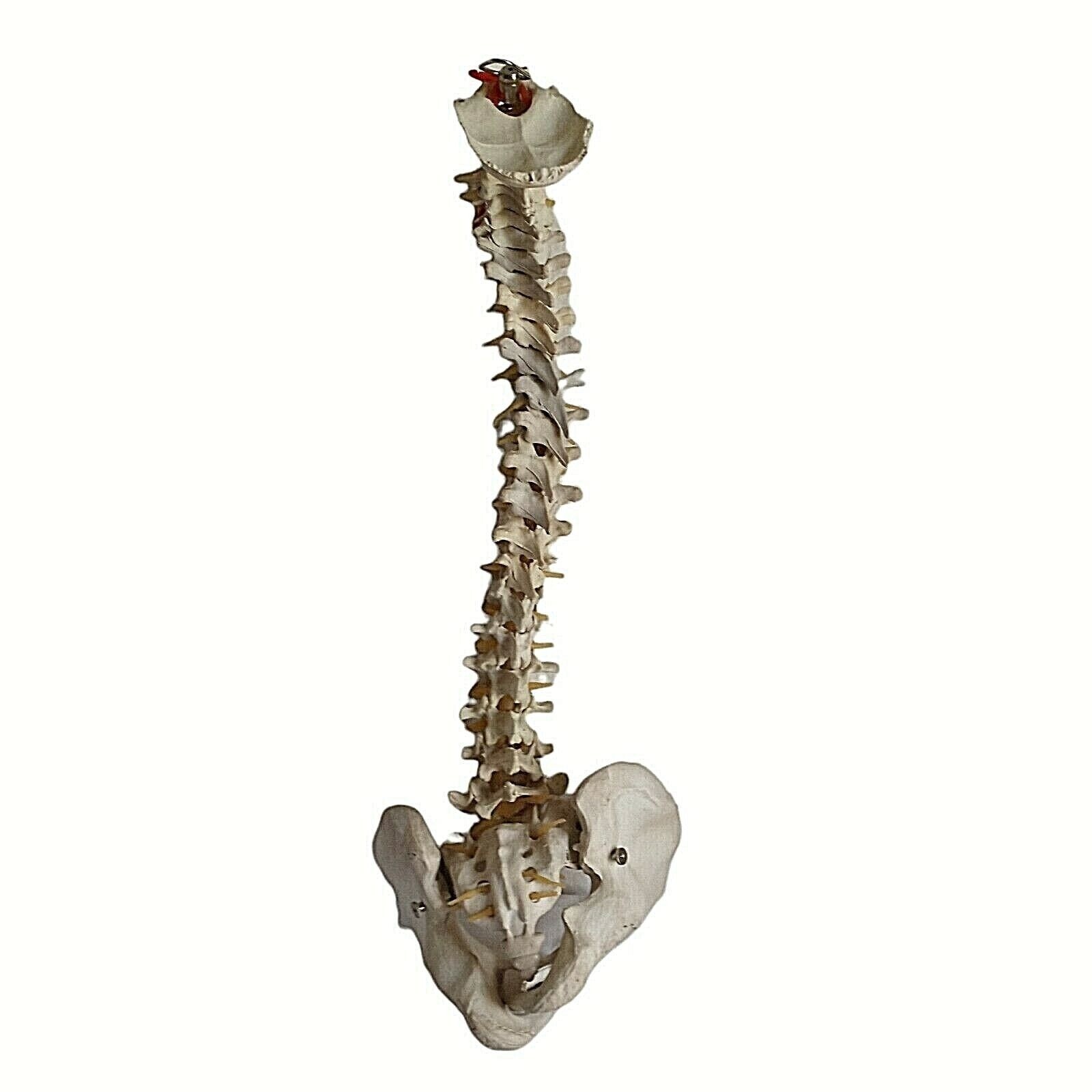 Human Skeleton Spine Life Size Vertebra Column Pelvis Halloween Prop Teaching