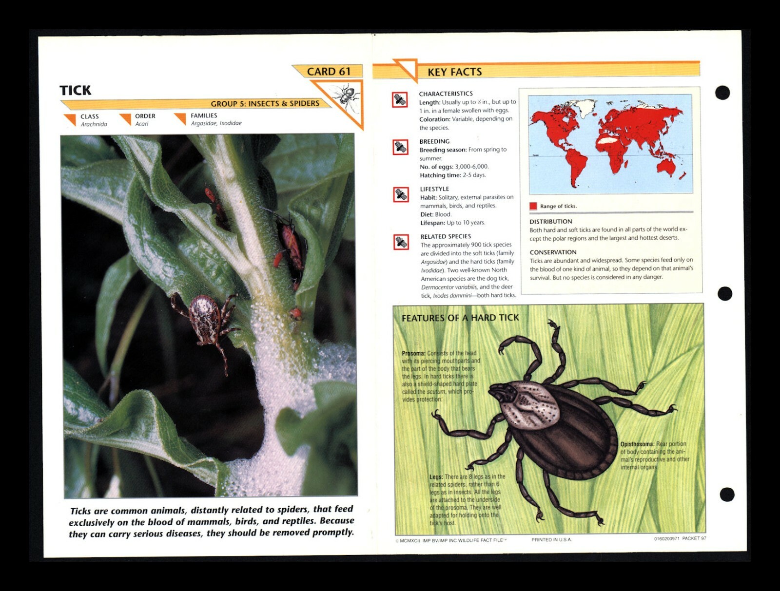 Tick Wildlife Fact File Insect & Spider Card Home School Study 5.61