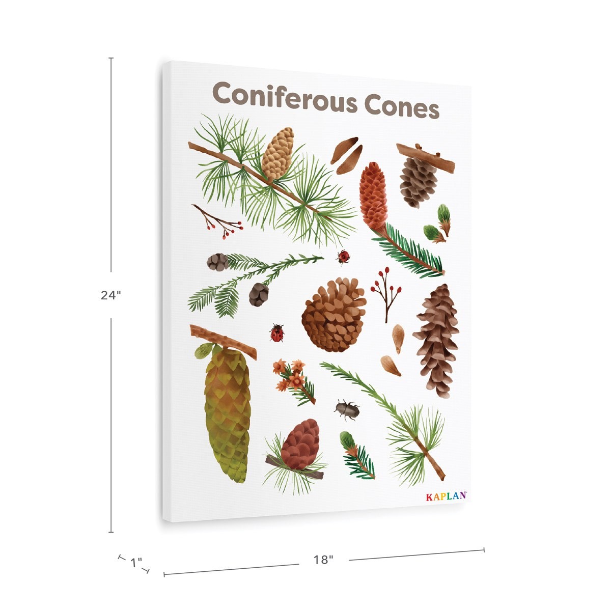 Kaplan Early Learning Coniferous Cones Giclee 18″ x 24″ Wall Print