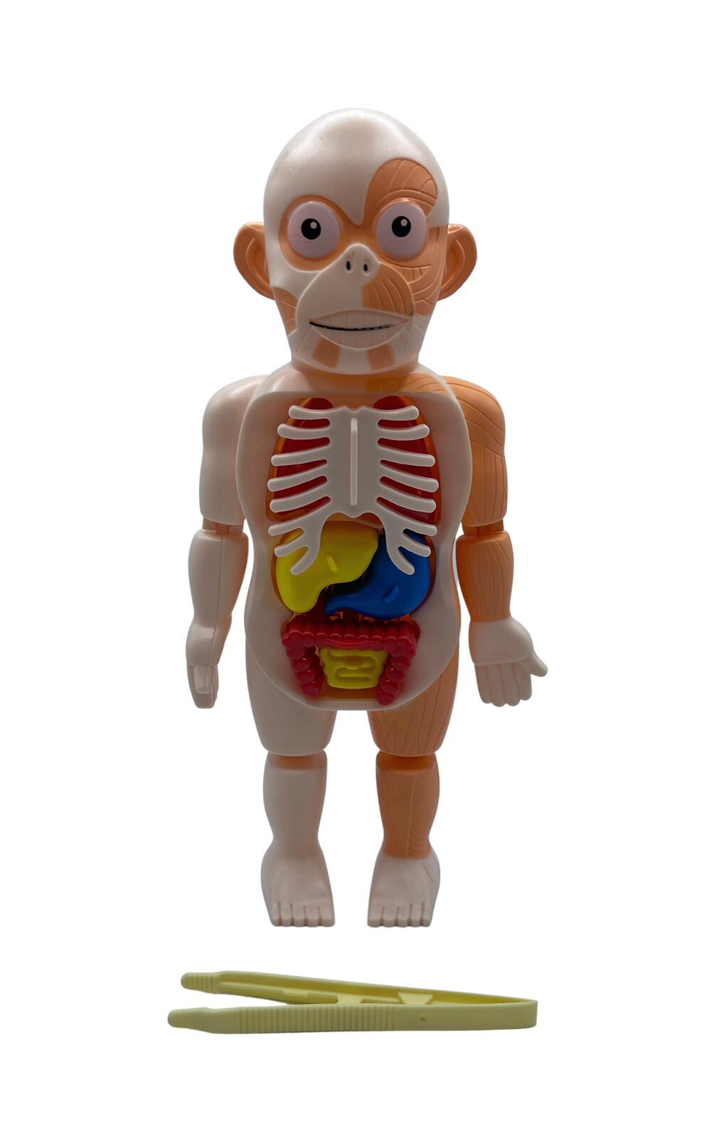 Science Kit 3D Human Body Anatomy Model Learning Educational Puzzle Toys