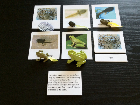 9 Sets of Montessori Life Cycle 5 Parts Cards with matching replicas