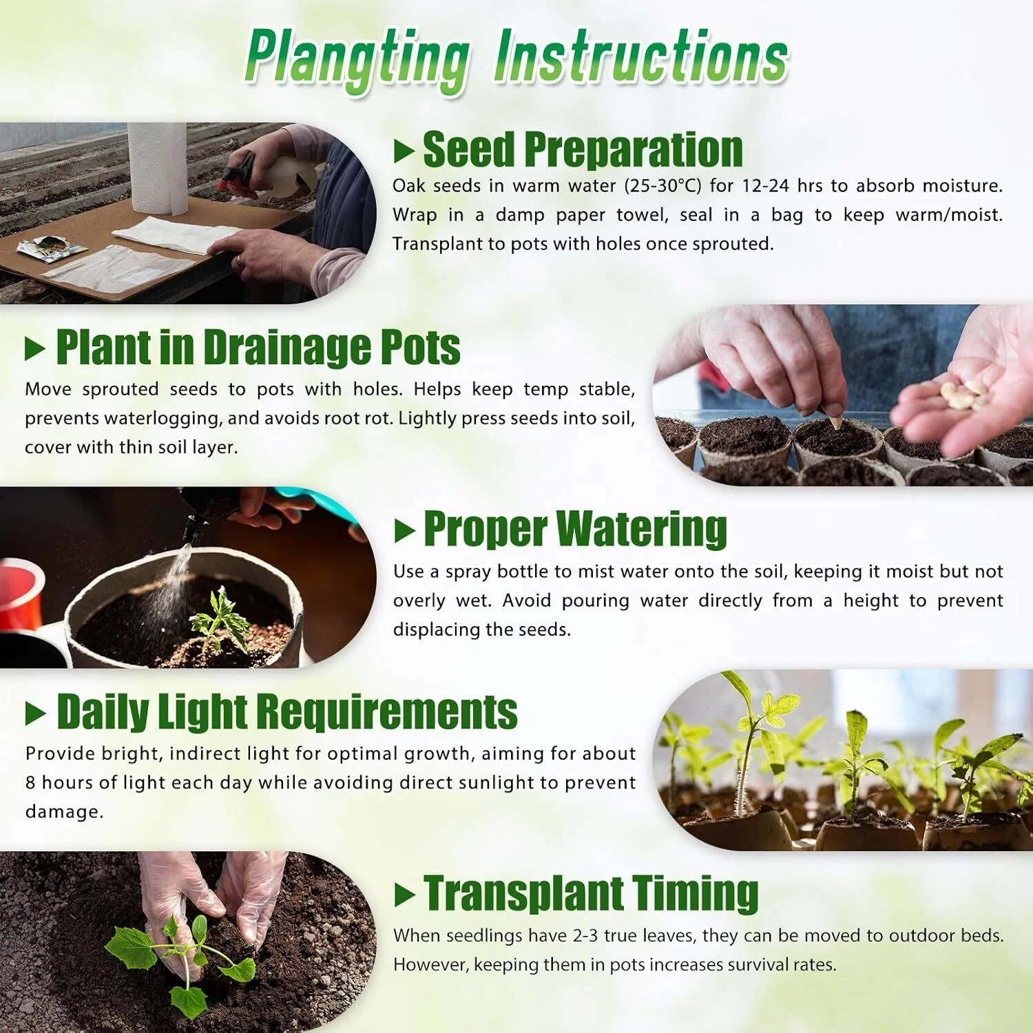 Black Pink Hosta Seeds for Planting Grow Easily Hosta Plant Seeds Low Maintenanc