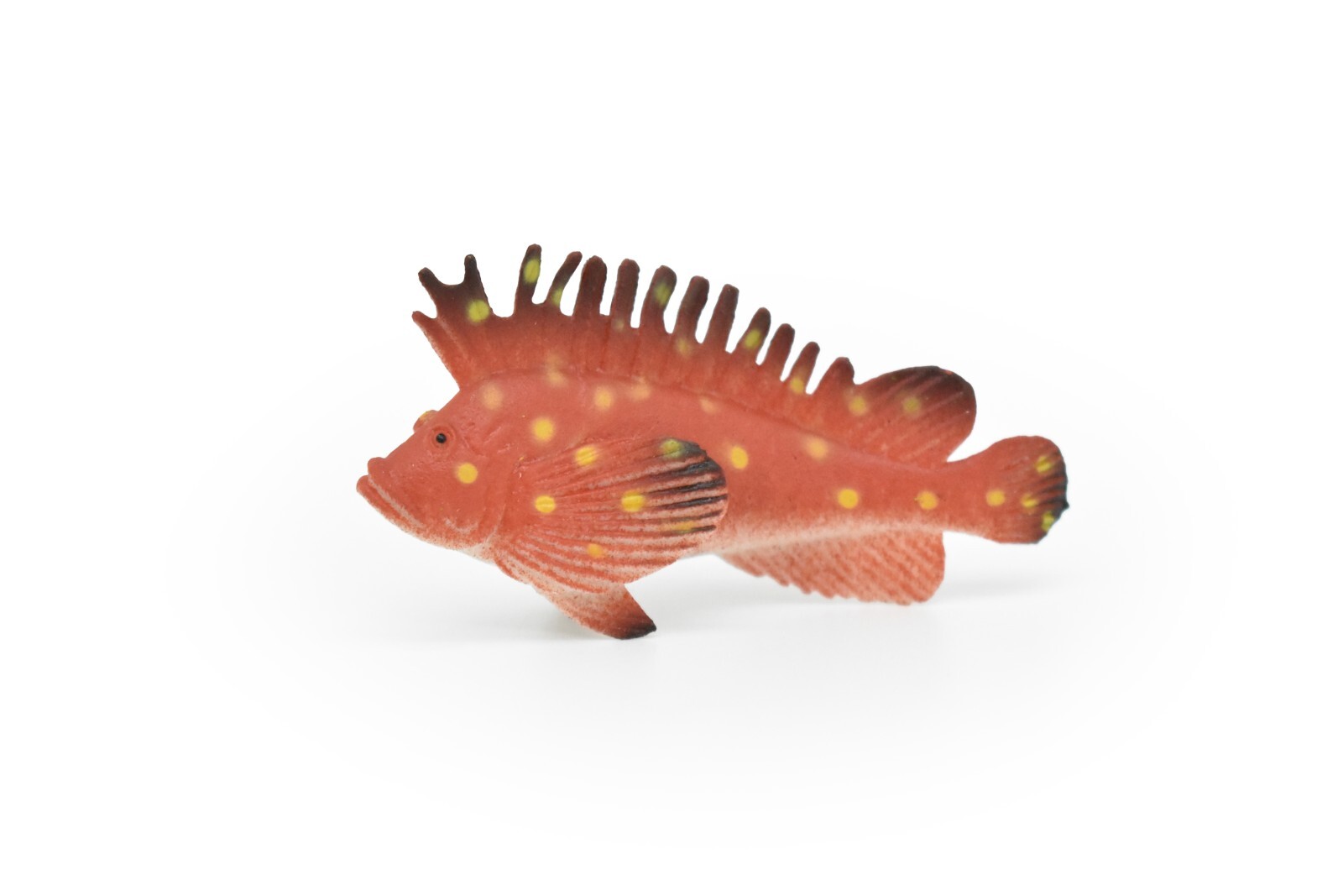 Spotted Kelpfish, Tropical Fish, Ocean, Plastic, Realistic Figure, CWG271B46
