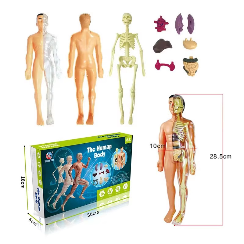 3D Human Body Torso Model for Educational Assembly and Learning Activities