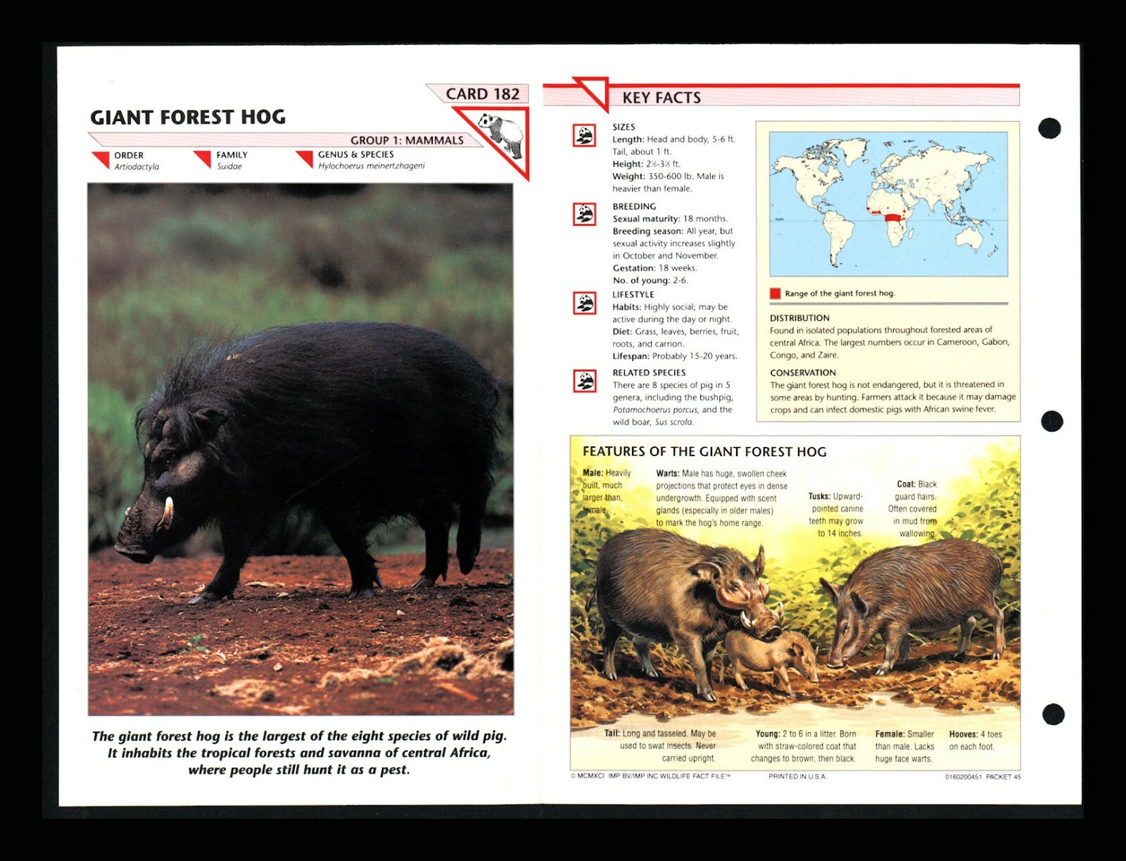Giant Forest Hog Wildlife Fact File Mammal Animal Card Home School Study 1.82
