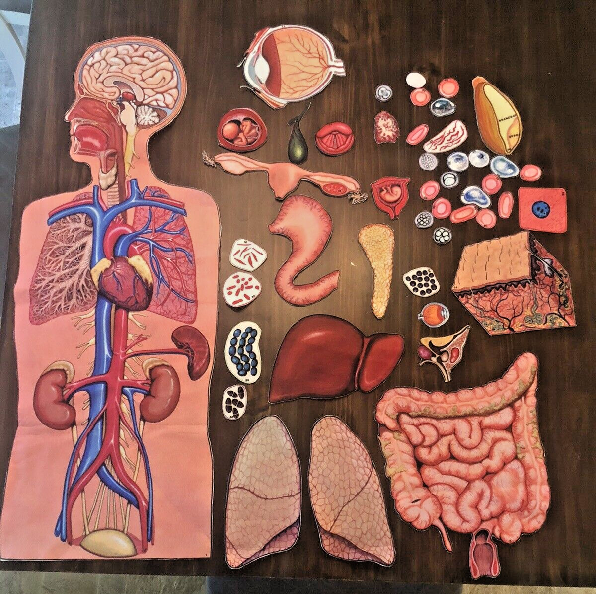 Elementary Human Body flannel graph visual aids (pre-owned) SEE BOTH PHOTOS