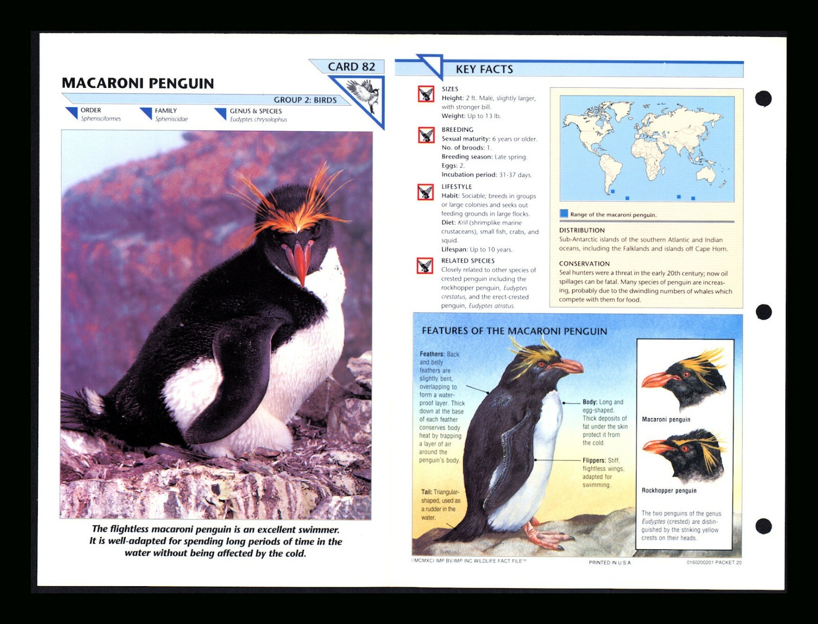 Macaroni Penguin Wild Life Fact File Bird Animal Card Home School Study 2.82