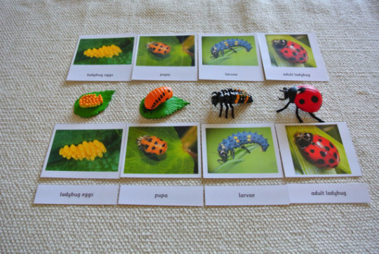 9 Sets of Montessori Life Cycle 5 Parts Cards with matching replicas