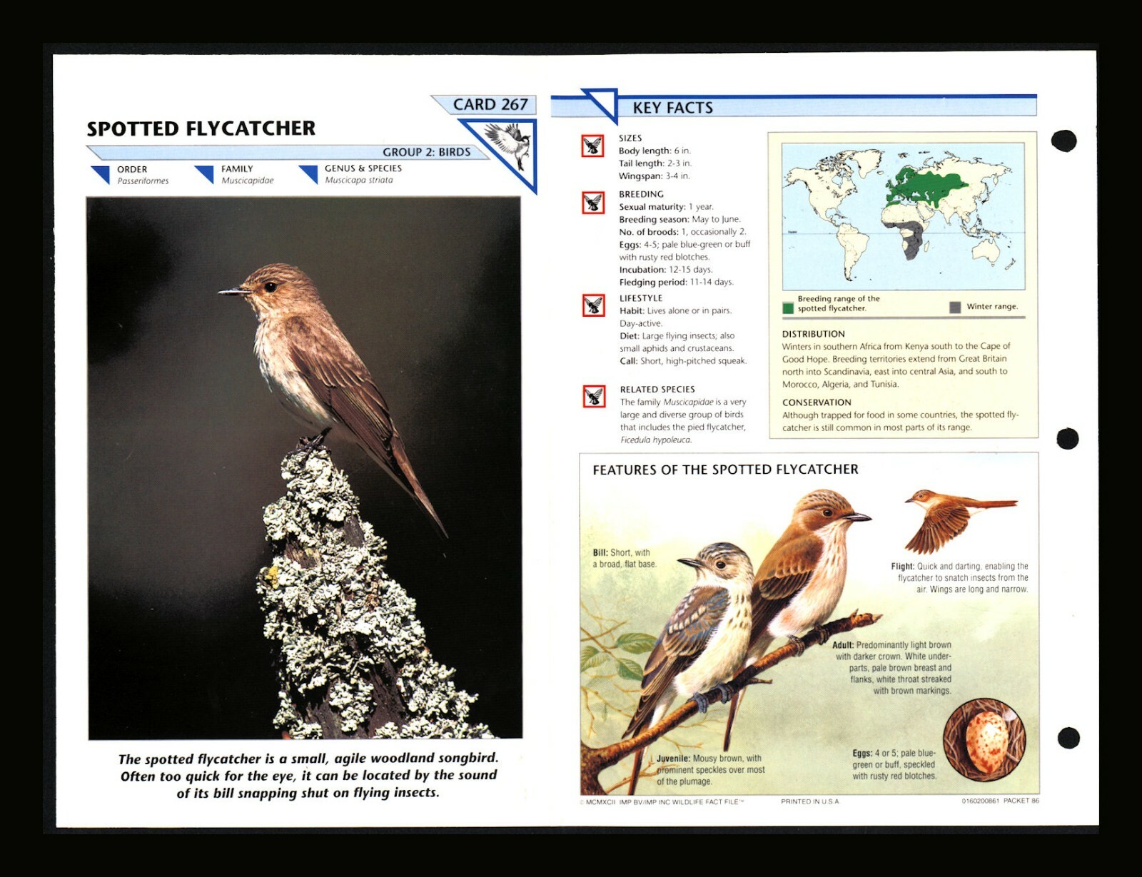 Spotted Flycatcher Wild Life Fact File Bird Animal Card Home School Study 2.267