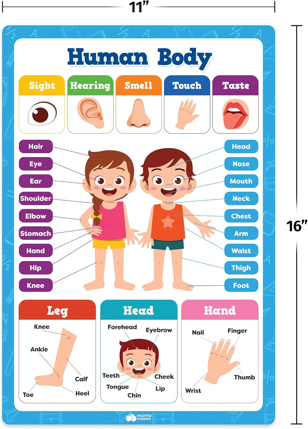 20pc Educational Posters Set for Kids Classroom Decor Learning Tools 16×11