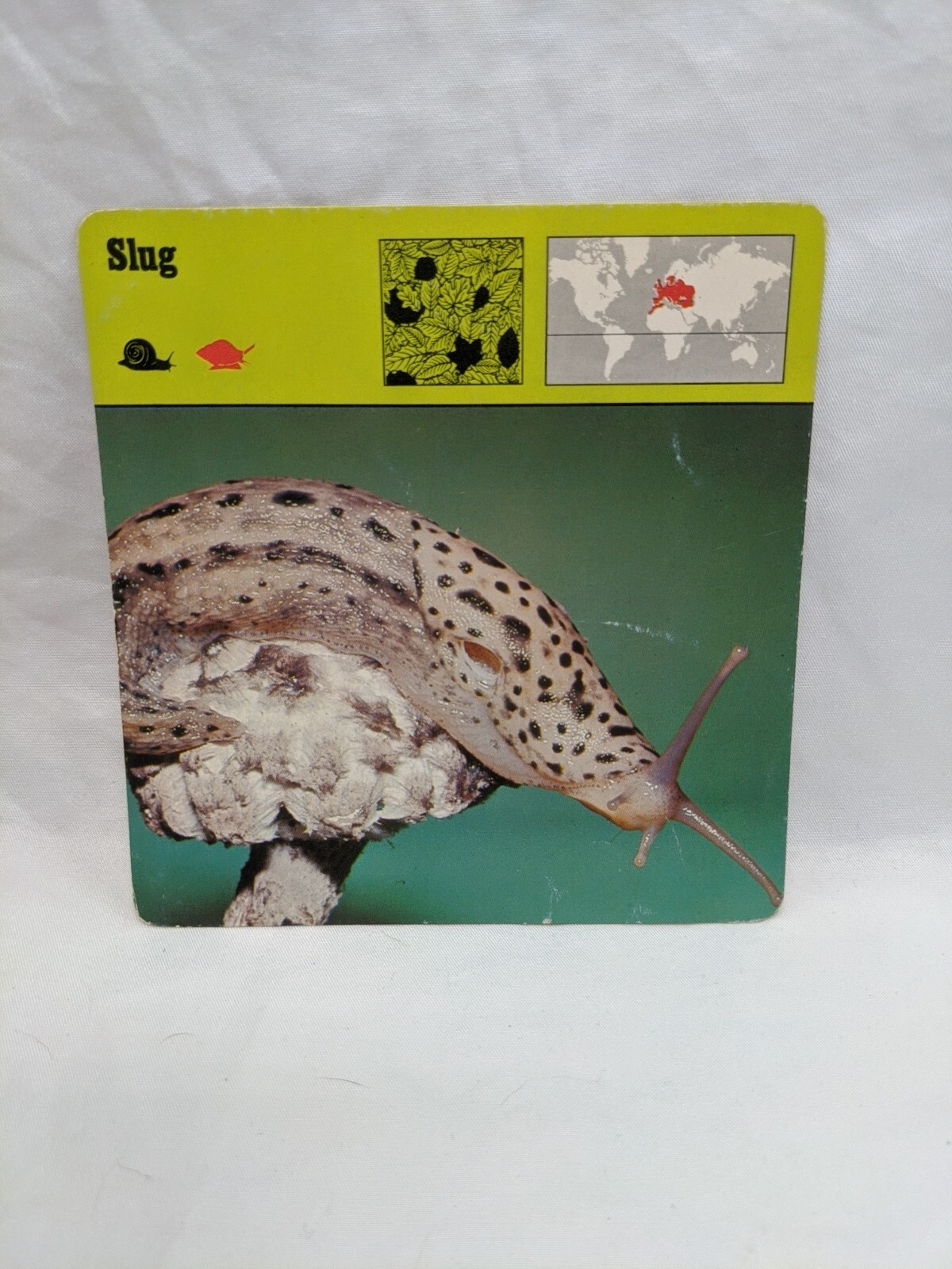 Lot Of (11) 1975 Rencontre Molluscs Education Cards