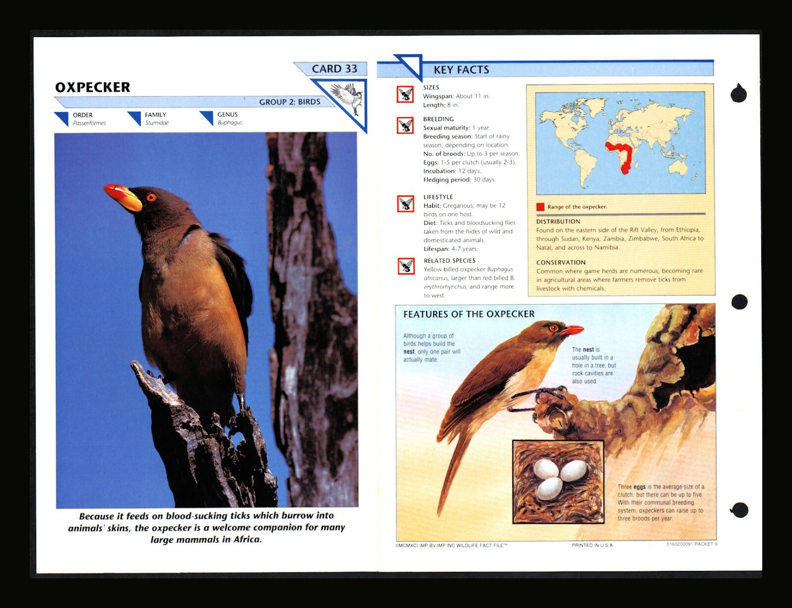 Oxpecker Wild Life Fact File Bird Animal Card Home School Study 2.33