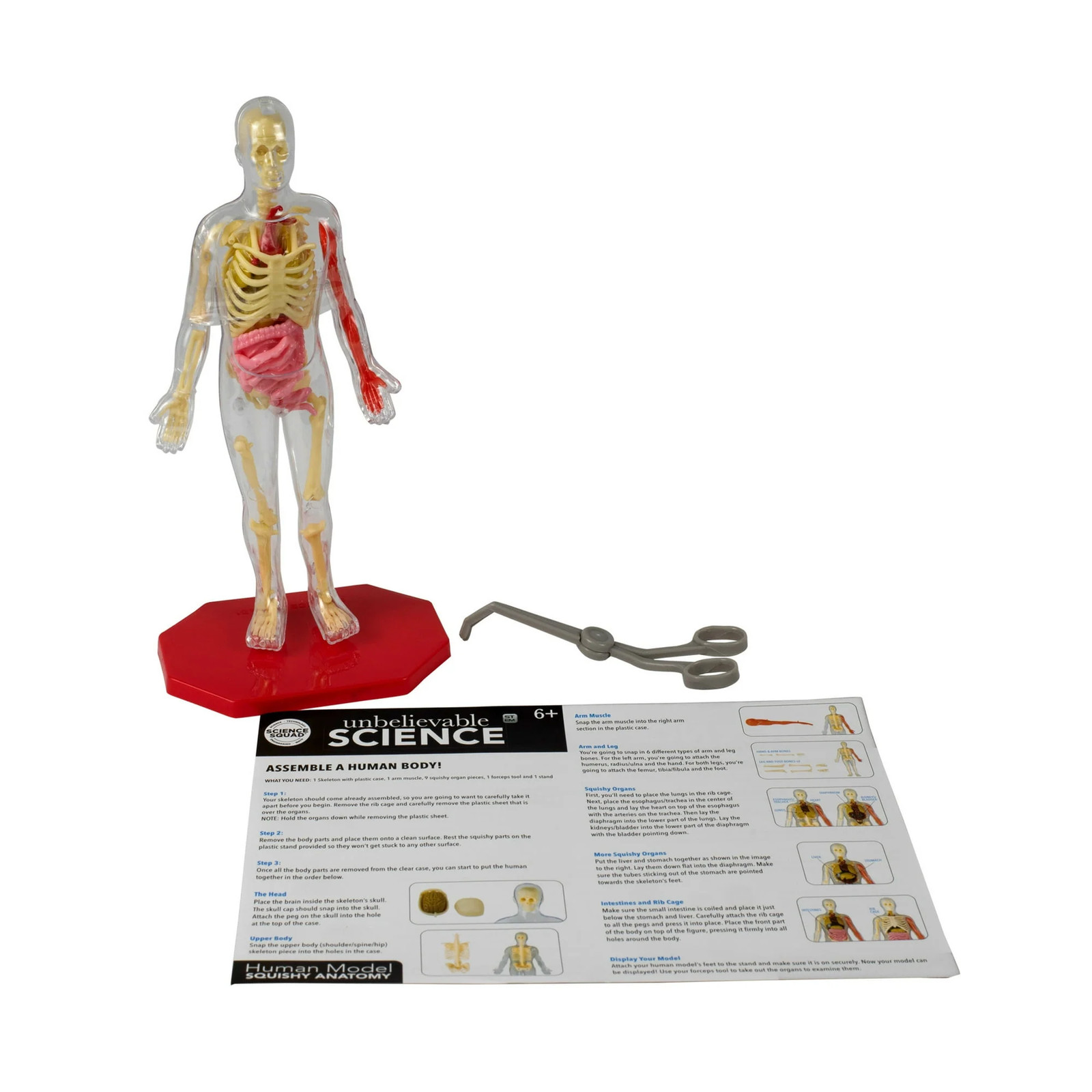 RMS International Human Model Squishy Anatomy Kit – STEM Educational Anatomy