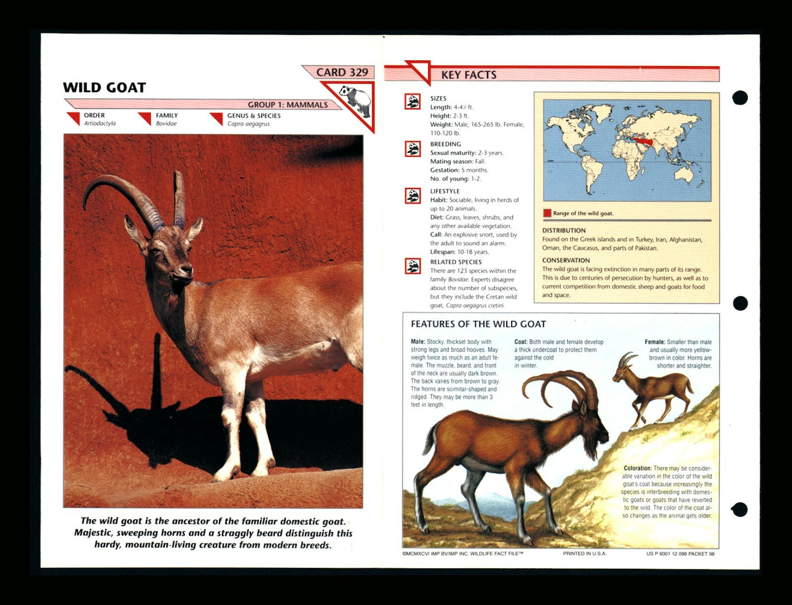 Wild Goat Wildlife Fact File Mammal Animal Card Home School Study 1.329