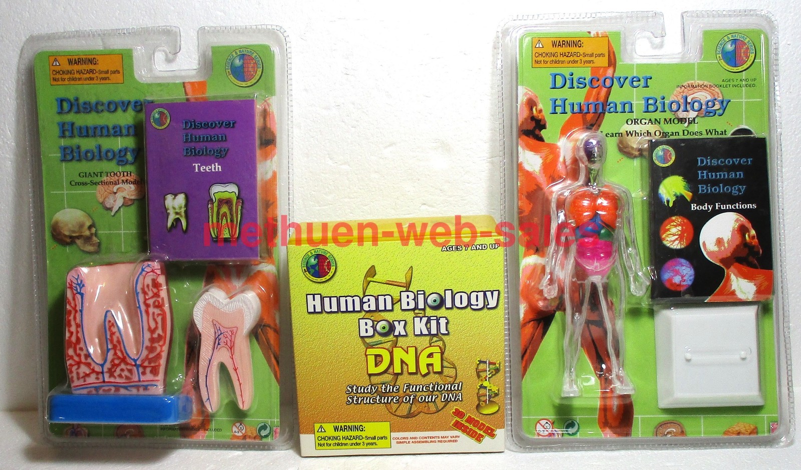 Discover Human Biology~Educational Kits X 3~DNA, Tooth, Organ Model~Body Parts