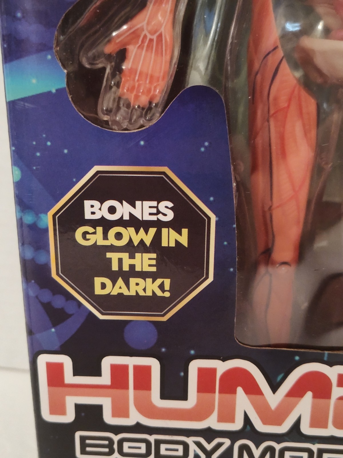 Human Body Model for Kids: Glow in The Dark Bones Interactive Science