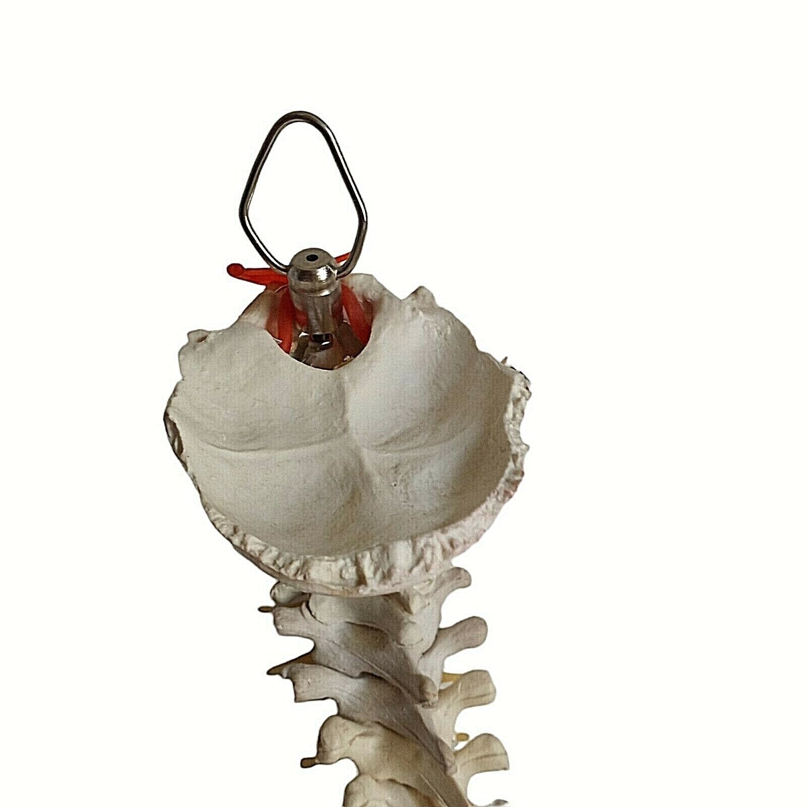 Human Skeleton Spine Life Size Vertebra Column Pelvis Halloween Prop Teaching