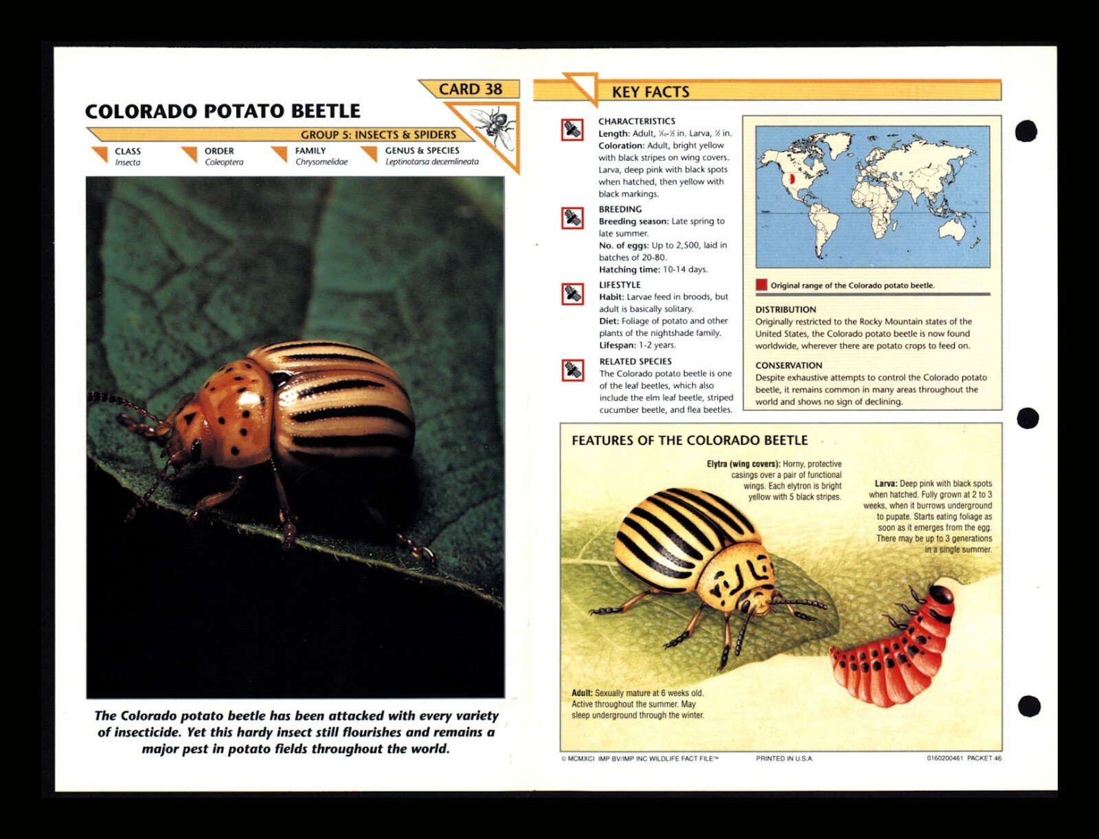 Colorado Potato Beetle Wildlife Fact File Insect & Spider Card Home School Study