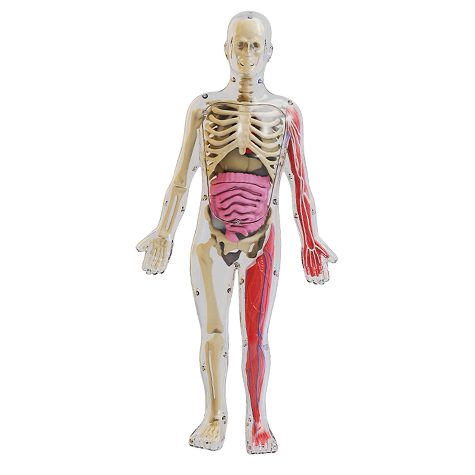 Human Body Kits Toy Teaching Material for Teacher Supplies Home Teaching Aid