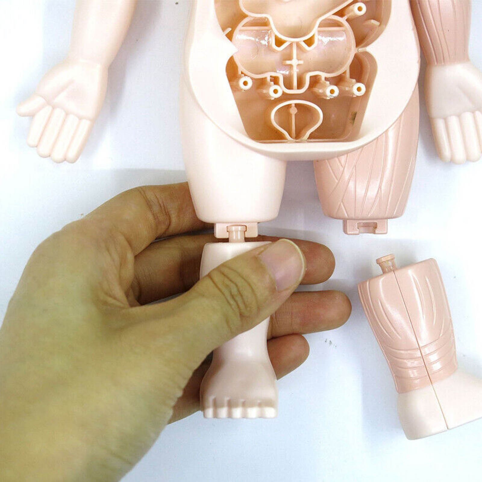 1Set PVC Organ 3D Puzzle Human Body Anatomy Model Assembled Toys DIY Toy g