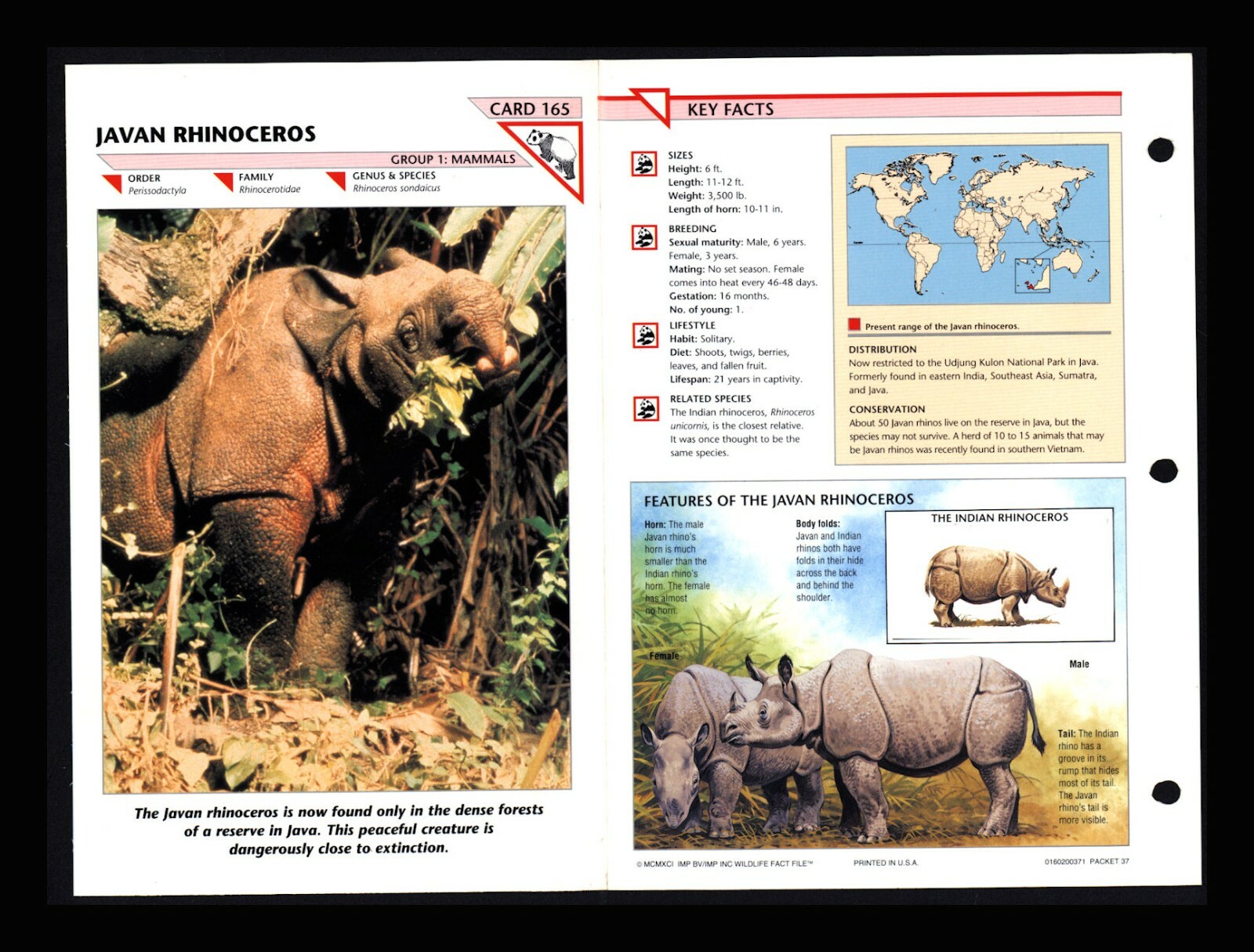 Javan Rhinoceros Wildlife Fact File Mammal Animal Card Home School Study 1.65