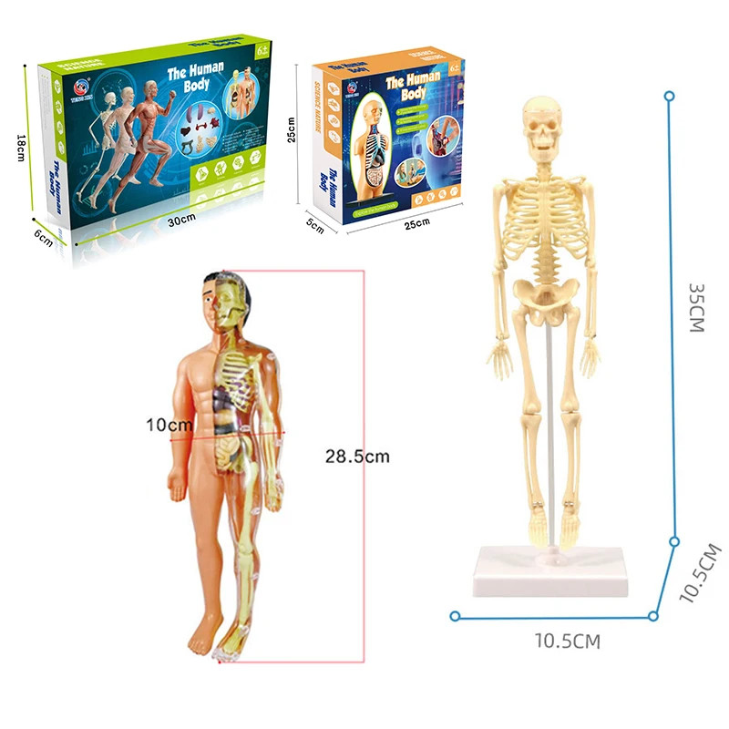 3D Human Body Torso Model Educational Assembly Learning DIY Toys Human Body Orga