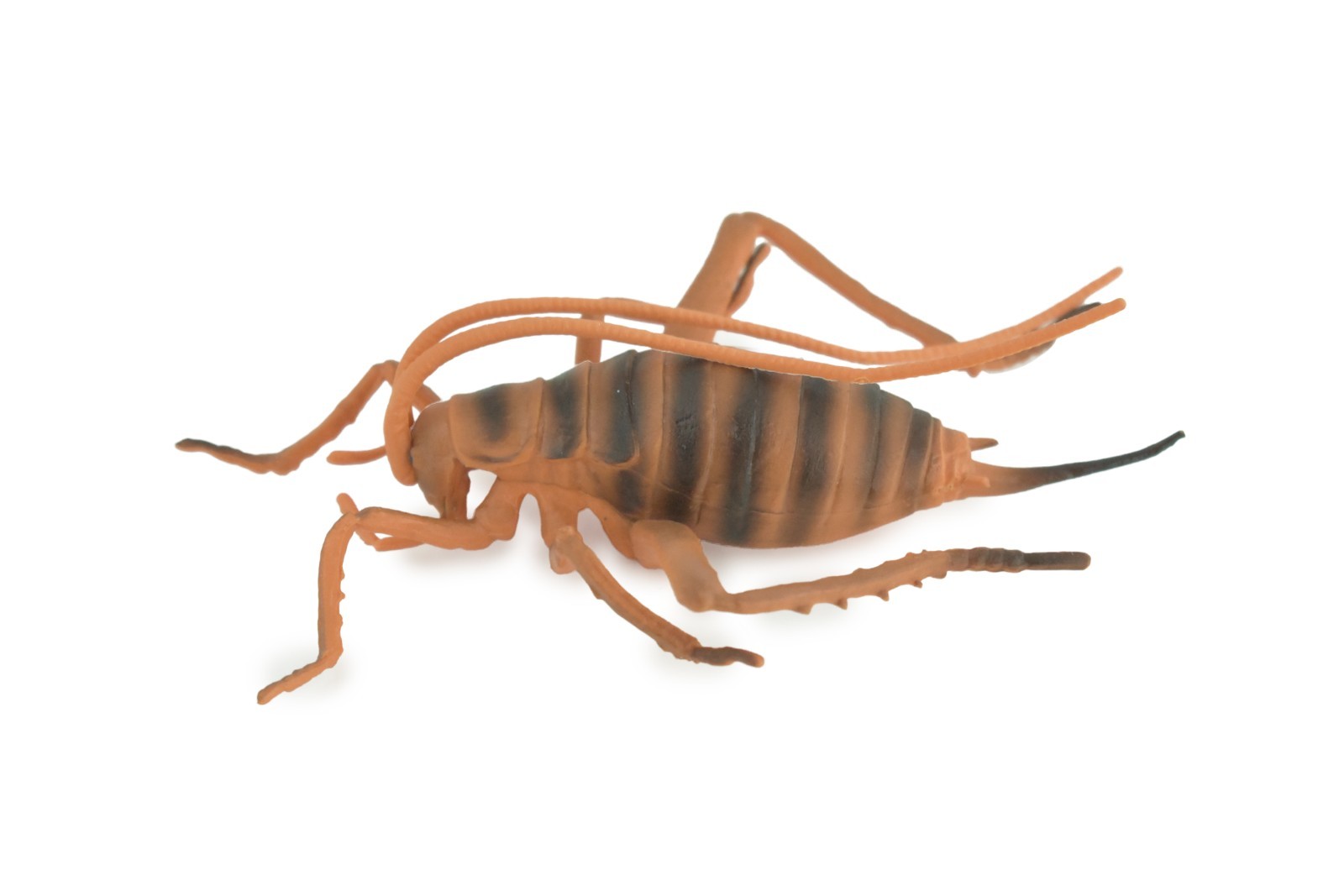 Cricket Toy, Hand Painted, Hard Rubber, High Quality, Realistic Bug, Gift CH1025