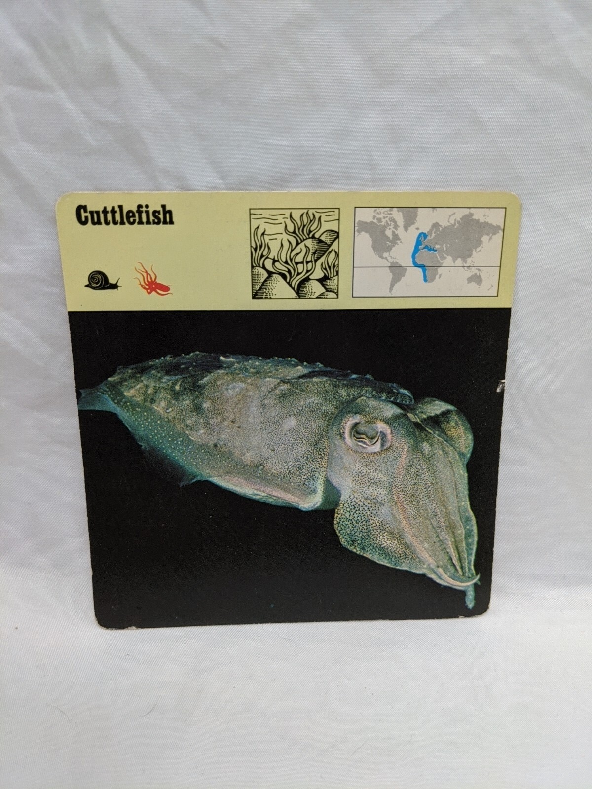 Lot Of (11) 1975 Rencontre Molluscs Education Cards